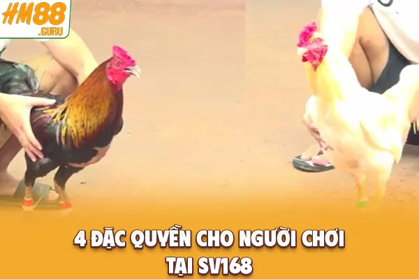 4 đặc quyền cho người chơi tại SV168
