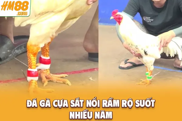 Đá gà cựa sắt nổi rầm rộ suốt nhiều năm