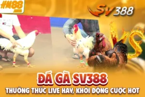 Đá Gà SV388 - Thưởng Thức Live Hay, Khởi Động Cược Hot