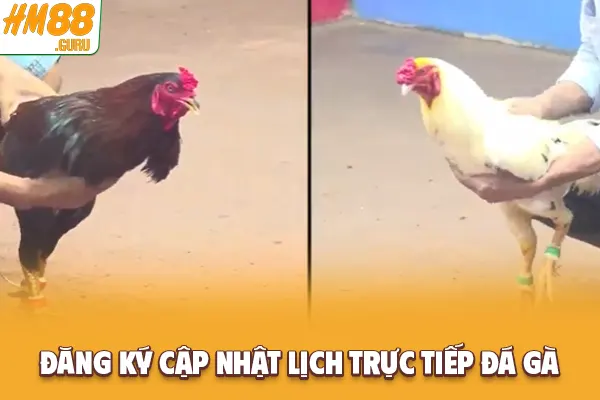 Đăng ký cập nhật lịch trực tiếp đá gà