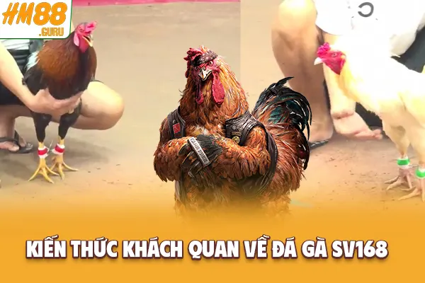 Kiến thức khách quan về đá gà SV168