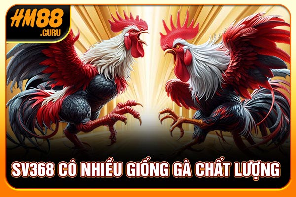 SV368 có nhiều giống gà chất lượng