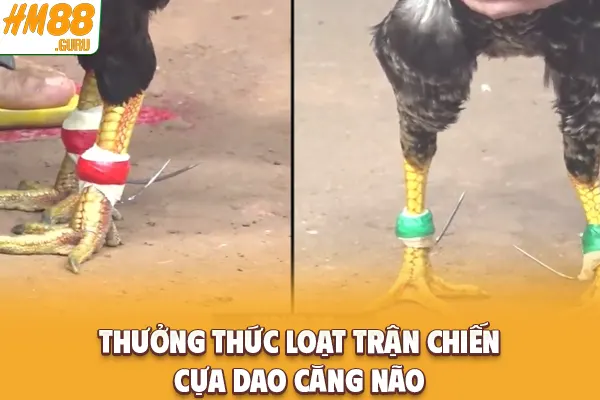 Thưởng thức loạt trận chiến cựa dao căng não