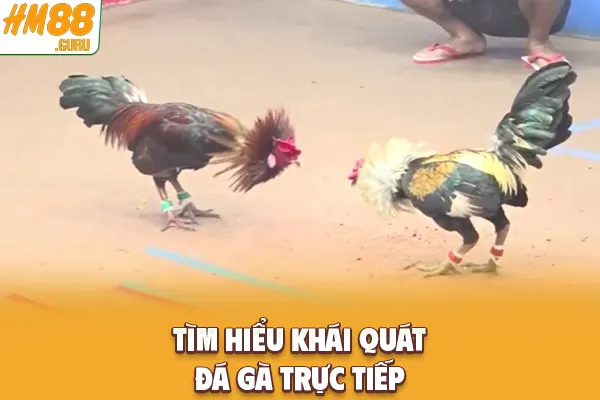 Tìm hiểu khái quát đá gà trực tiếp